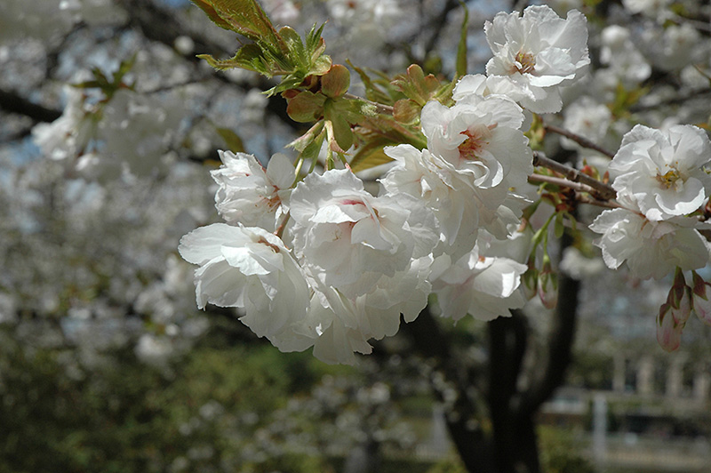 Mt. Fuji Flowering Cherry (Prunus serrulata 'Mt. Fuji') at Weston Nurseries