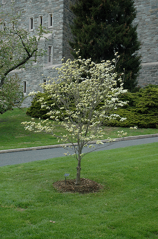 Appalachian Spring Flowering Dogwood (Cornus florida 'Appalachian Spring') at Weston Nurseries