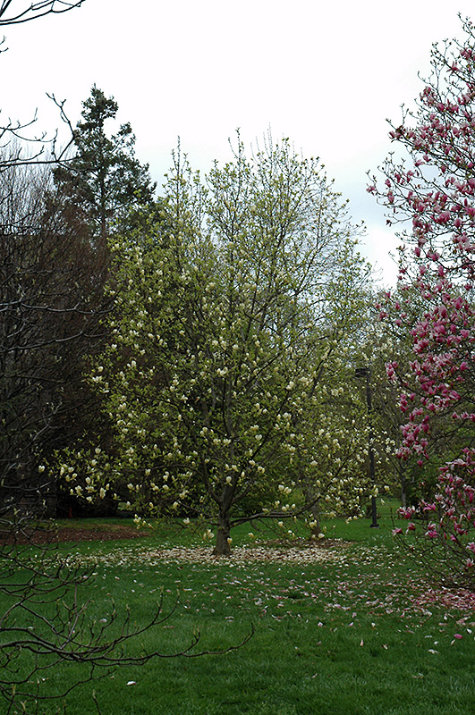 Yellow Lantern Magnolia (Magnolia 'Yellow Lantern') at Weston Nurseries