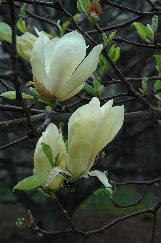 Yellow Lantern Magnolia (Magnolia 'Yellow Lantern') at Weston Nurseries