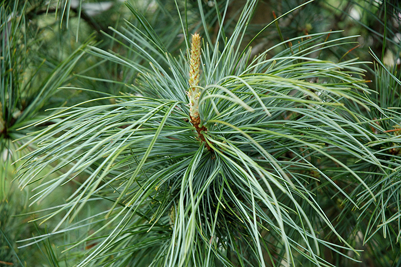 Morris Blue Korean Pine (Pinus koraiensis 'Morris Blue') at Weston Nurseries