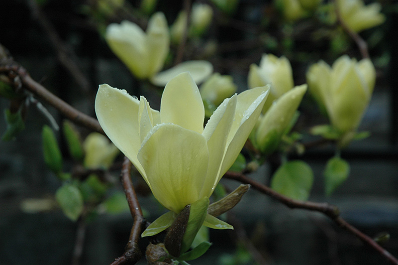 Golden Gift Magnolia (Magnolia 'Golden Gift') at Weston Nurseries