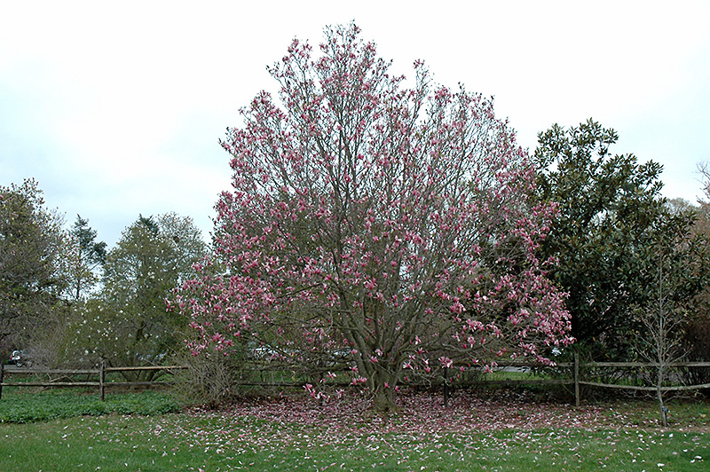 Galaxy Magnolia (Magnolia 'Galaxy') at Weston Nurseries