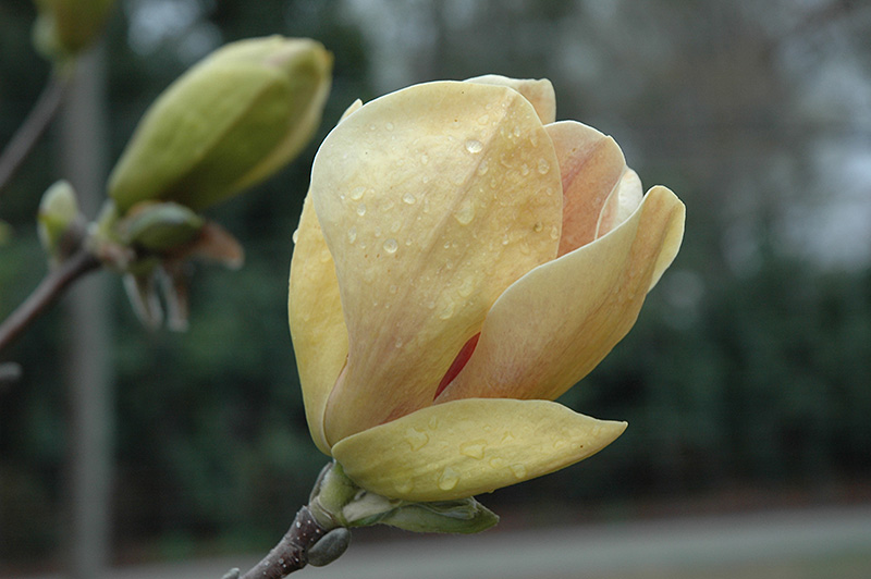 Hot Flash Magnolia (Magnolia 'Hot Flash') at Weston Nurseries