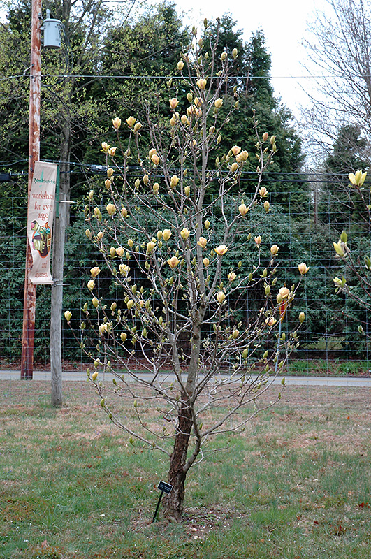 Hot Flash Magnolia (Magnolia 'Hot Flash') at Weston Nurseries