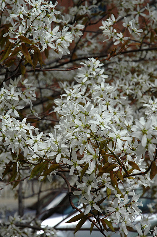 Spring Flurry Serviceberry (Amelanchier laevis 'JFS-Arb') at Weston Nurseries
