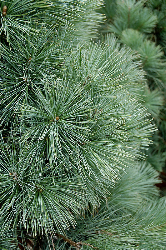 Domingo Limber Pine (Pinus flexilis 'Domingo') at Weston Nurseries