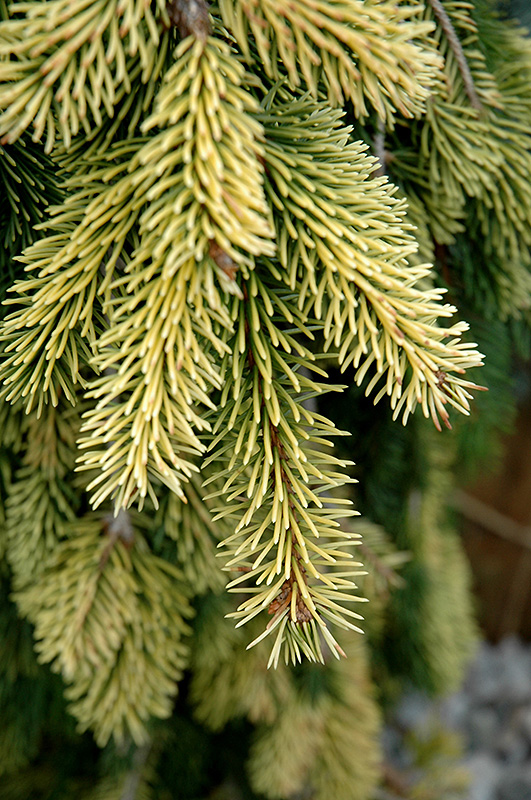 Gold Drift Norway Spruce (Picea abies 'Gold Drift') at Weston Nurseries