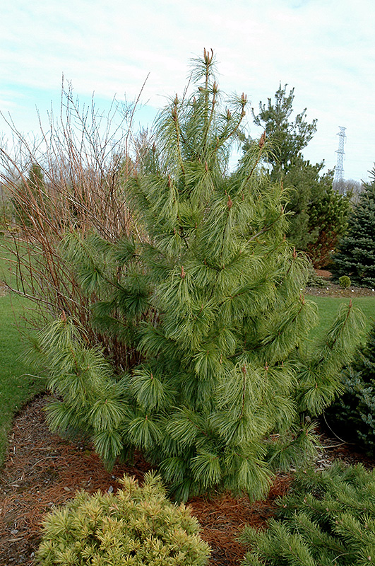 Jack Corbit Korean Pine (Pinus koraiensis 'Jack Corbit') at Weston Nurseries