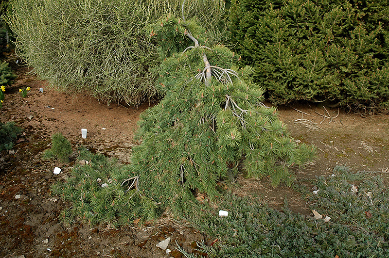 Mitch's Weeping Scotch Pine (Pinus sylvestris 'Mitch's Weeping') at Weston Nurseries