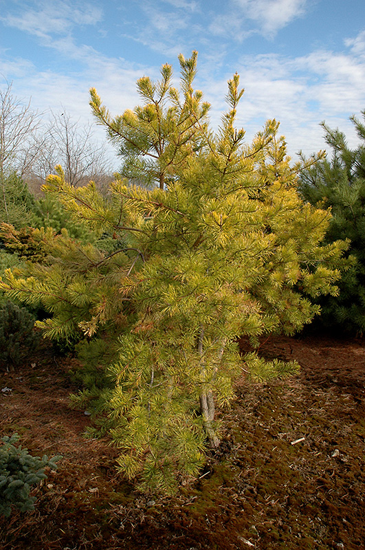 Wate's Golden Scrub Pine (Pinus virginiana 'Wate's Golden') at Weston Nurseries