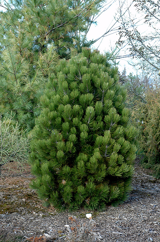 Gnome Bosnian Pine (Pinus heldreichii 'Gnome') at Weston Nurseries