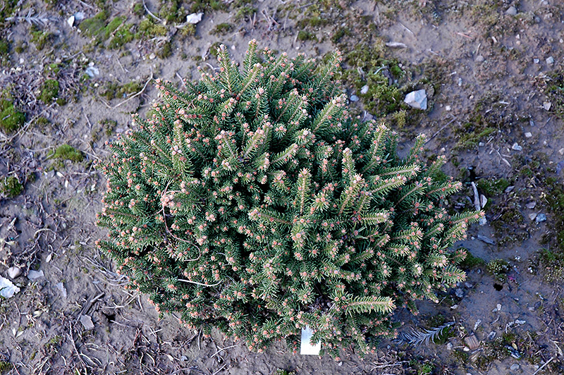 Barry Dwarf Spruce (Picea abies 'Barryi') at Weston Nurseries