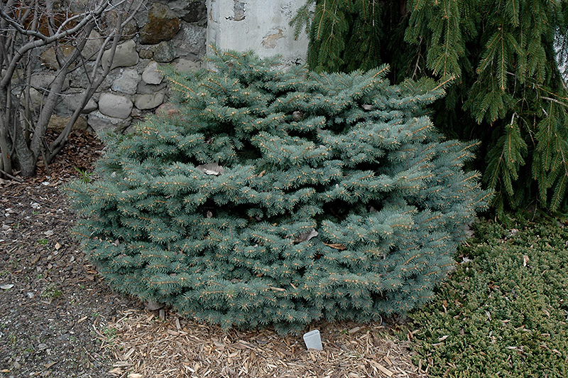 Kluis Blue Spruce (Picea pungens 'Kluis') at Weston Nurseries