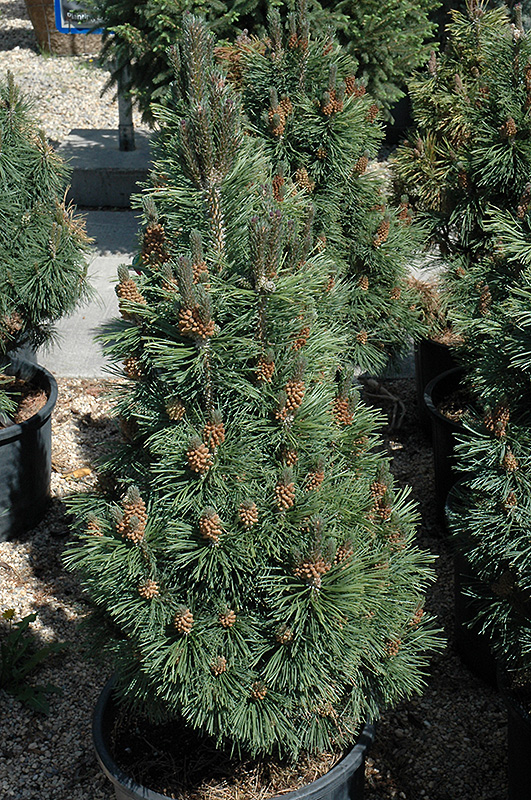 Columnar Mugo Pine (Pinus mugo 'Columnaris') at Weston Nurseries