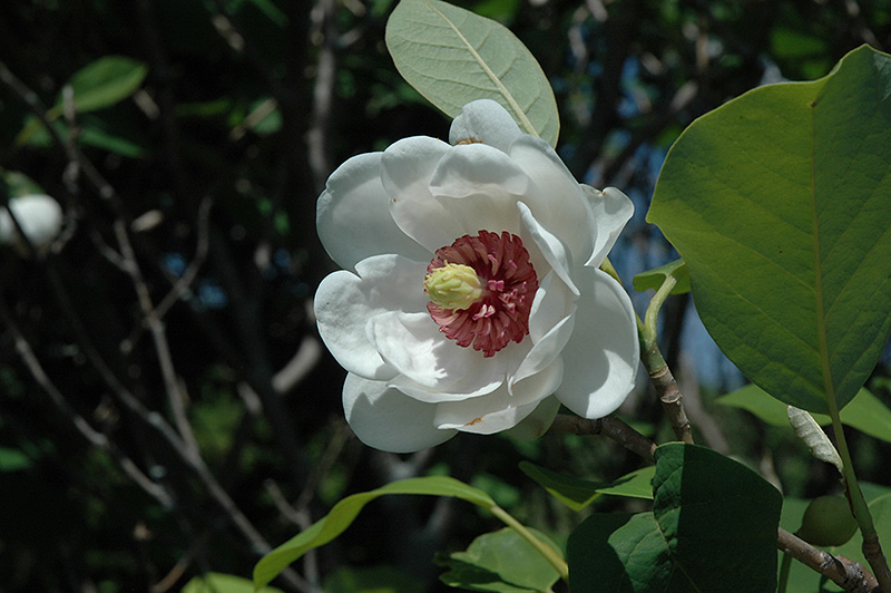 Oyama Magnolia (Magnolia sieboldii) at Weston Nurseries