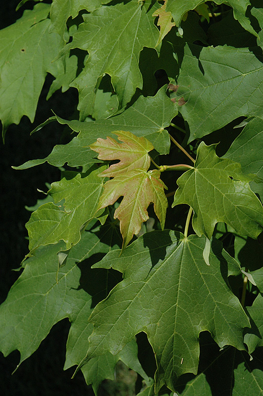 Apollo Sugar Maple (Acer saccharum 'Barrett Cole') at Weston Nurseries