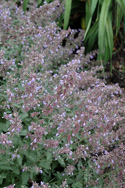 Cat's Meow Catmint (Nepeta x faassenii 'Cat's Meow') at Weston Nurseries
