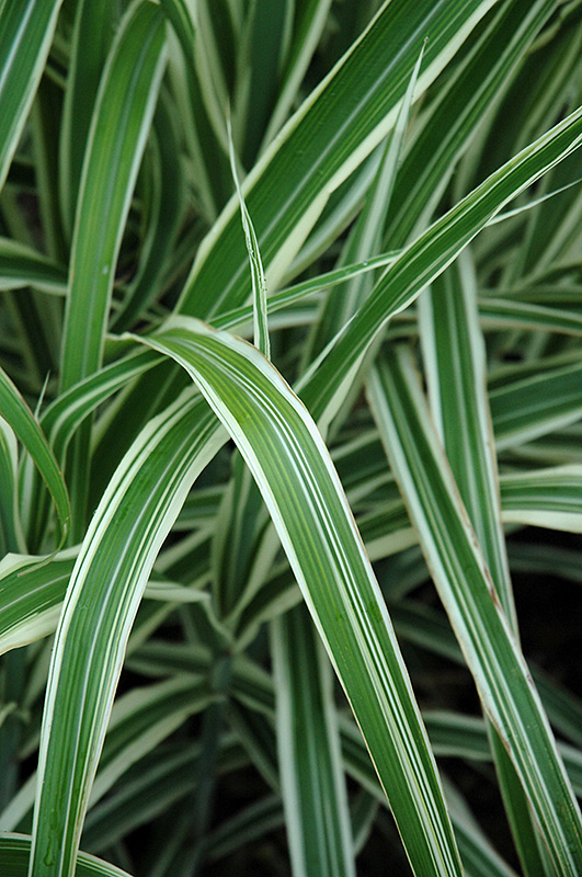 Cosmopolitan Maiden Grass (Miscanthus sinensis 'Cosmopolitan') at Weston Nurseries