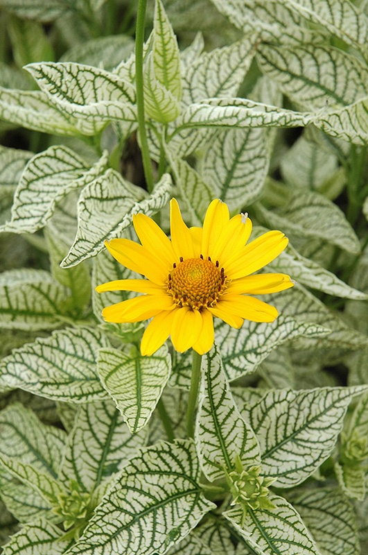 Sunburst False Sunflower (Heliopsis helianthoides 'Sunburst') at Weston Nurseries