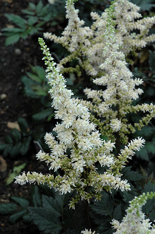 Visions in White Chinese Astilbe (Astilbe chinensis 'Visions in White') at Weston Nurseries