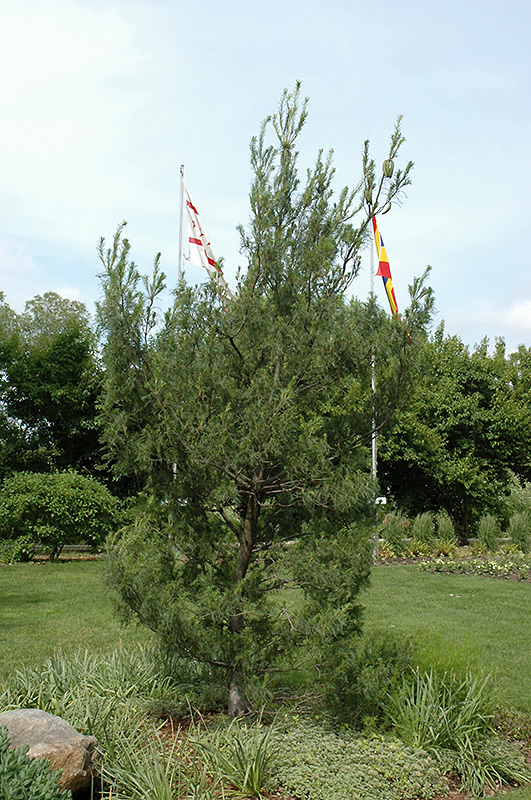 Twisted White Pine (Pinus strobus 'Contorta') at Weston Nurseries