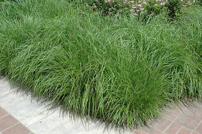 Fountain Grass (Pennisetum alopecuroides) at Weston Nurseries