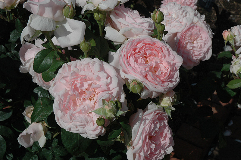 Eglantyne Rose (Rosa 'Eglantyne') at Weston Nurseries