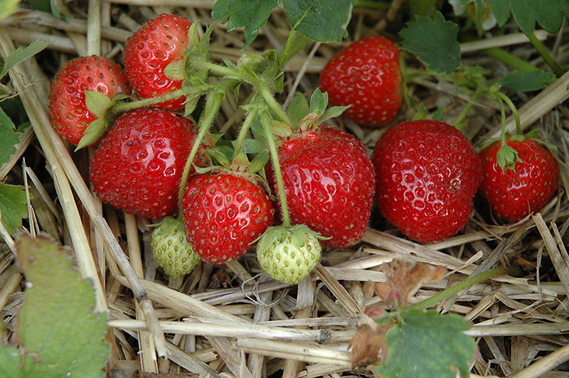 Jewel Strawberry (Fragaria 'Jewel') at Weston Nurseries