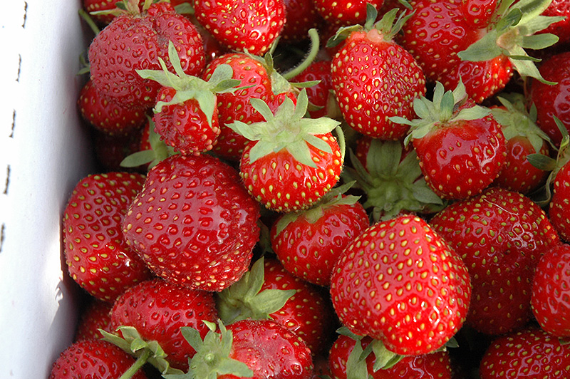 Seascape Strawberry (Fragaria 'Seascape') at Weston Nurseries