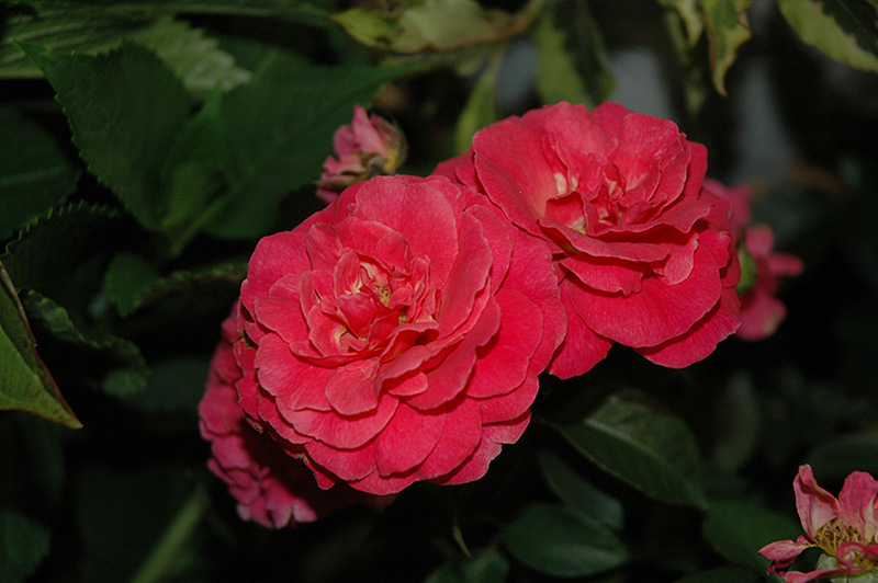 Livin' La Vida Rose (Rosa 'Hornimrod') at Weston Nurseries