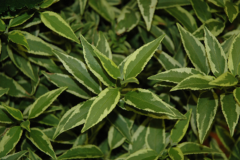 Creme Fraiche Deutzia (Deutzia gracilis 'Mincream') at Weston Nurseries