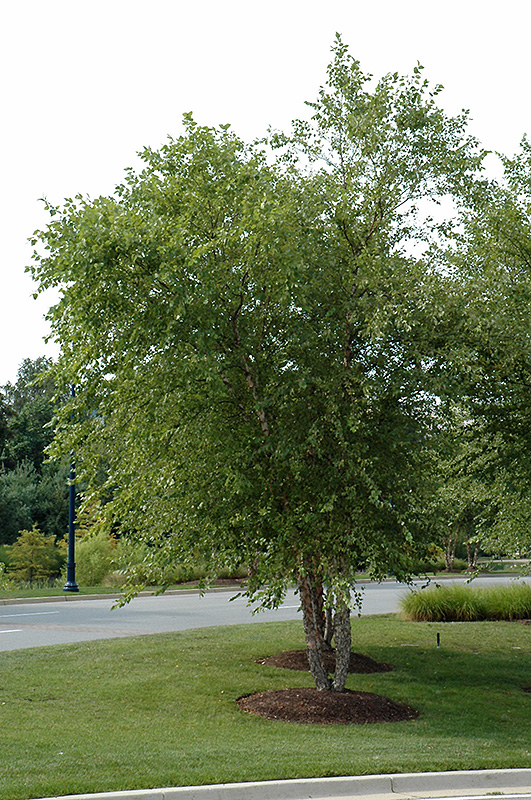 River Birch (clump) (Betula nigra '(clump)') at Weston Nurseries