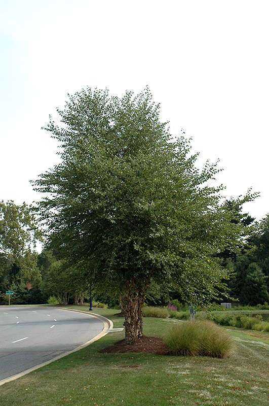 Dura Heat River Birch (clump) (Betula nigra 'Dura Heat (clump)') at Weston Nurseries