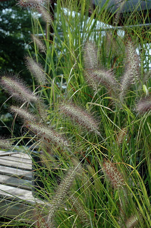 Cassian Dwarf Fountain Grass (Pennisetum alopecuroides 'Cassian') at Weston Nurseries