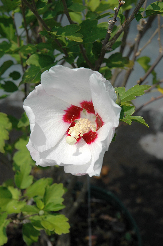 Red Heart Rose Of Sharon (Hibiscus syriacus 'Red Heart') at Weston Nurseries