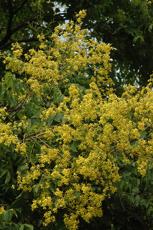 Golden Rain Tree (Koelreuteria paniculata) at Weston Nurseries