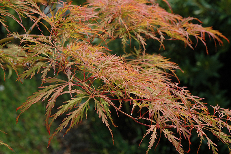 Baldsmith Japanese Maple (Acer palmatum 'Baldsmith') at Weston Nurseries