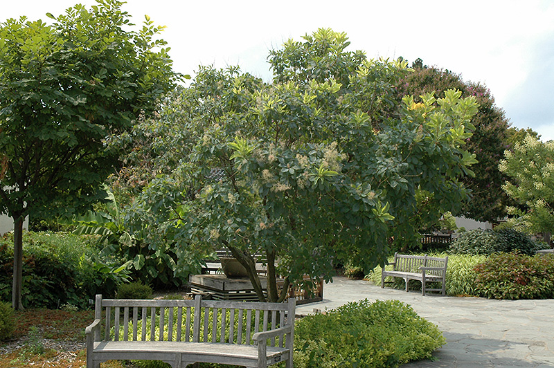 American Smoketree (Cotinus obovatus) at Weston Nurseries