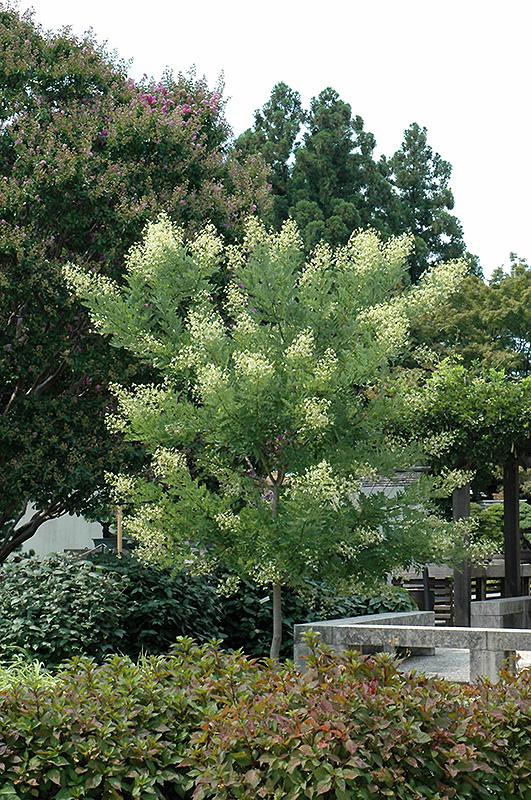 Millstone Japanese Pagoda Tree (Sophora japonica 'Halka') at Weston Nurseries