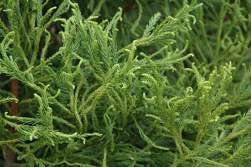 Spiraliter Falcata Japanese Cedar (Cryptomeria japonica 'Spiraliter Falcata') at Weston Nurseries