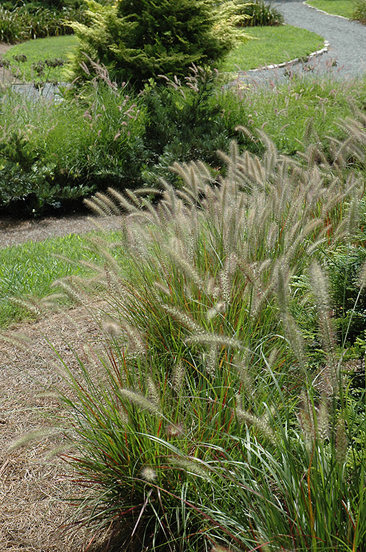 Cassian Dwarf Fountain Grass (Pennisetum alopecuroides 'Cassian') at Weston Nurseries