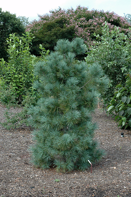 Domingo Limber Pine (Pinus flexilis 'Domingo') at Weston Nurseries