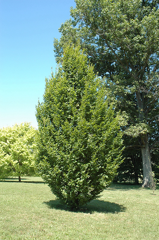 Frans Fontaine Hornbeam (Carpinus betulus 'Frans Fontaine') at Weston Nurseries