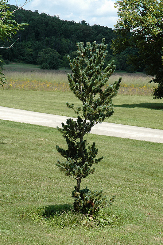 Dwarf Blue Japanese Pine (Pinus parviflora 'Glauca Nana') at Weston Nurseries
