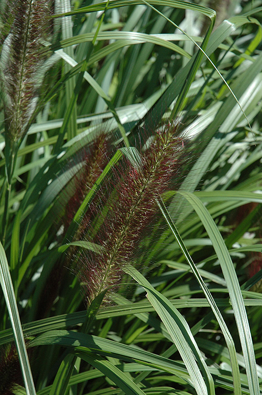 Red Head Fountain Grass (Pennisetum alopecuroides 'Red Head') at Weston Nurseries