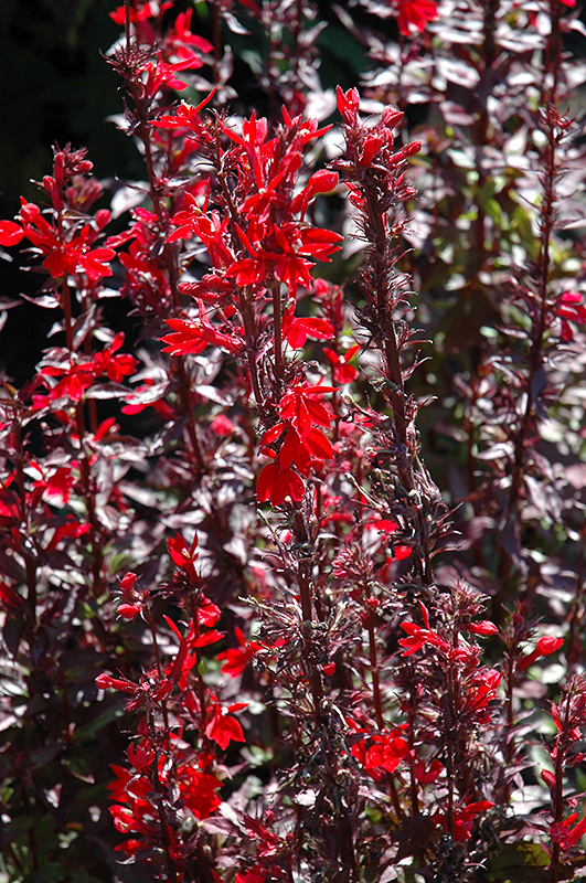 Fan Scarlet Cardinal Flower (Lobelia x speciosa 'Fan Scarlet') at Weston Nurseries