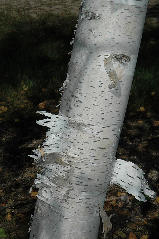 Paper Birch (Betula papyrifera) at Weston Nurseries