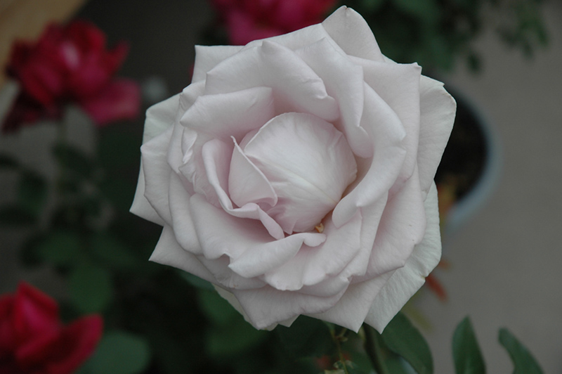 Stainless Steel Rose (Rosa 'WEKblusi') at Weston Nurseries