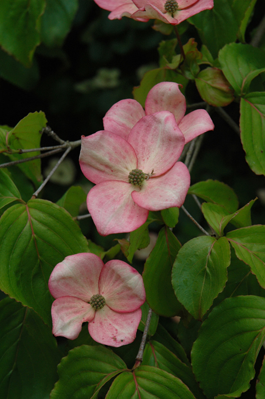 Stellar Pink Flowering Dogwood (Cornus 'Stellar Pink') at Weston Nurseries